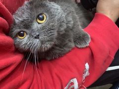 -PETKIT小佩宠物·低压洗护(国顺东路店)