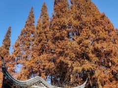 -上海醉白池公园