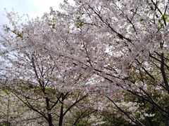 -武汉大学-樱园