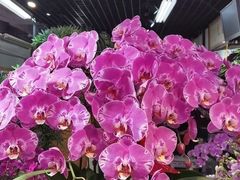 -花鸟鱼虫鲜花绿植市场(玉泉路店)
