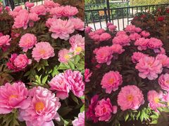 -洛阳市隋唐城遗址植物园