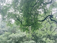 -岳麓山风景名胜区