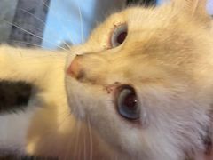 -猫色咖啡·猫咖