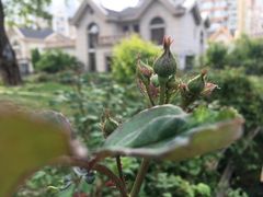 -八婆婆烧仙草(中山路店)