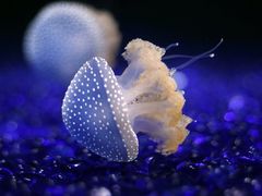 -左海海底世界
