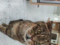 -喵园·猫主题咖啡厅·撸猫·猫咖(国贸店)