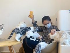 -有喵·猫咖·狗咖·30几只猫10只小狗(岗厦店)
