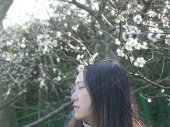 -香雪海
