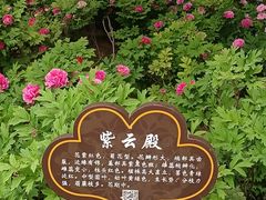 -洛阳市牡丹公园