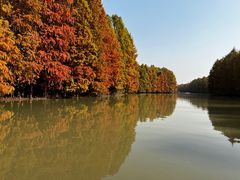 -上海海湾国家森林公园