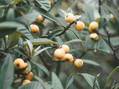 -塘栖枇杷特色园区