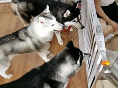 -Husky Go! 哈士奇体验馆·宠物咖啡厅狗咖