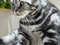 -藏猫猫咖啡主题馆(中央大道店)