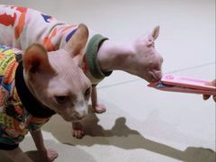 -藏猫猫咖啡主题馆(中央大道店)