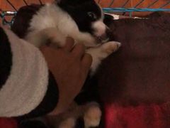 -翊宠yipet猫狗购宠庄园犬舍•猫舍