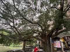 -小洲村