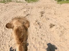 -库伦旗银沙湾旅游景区