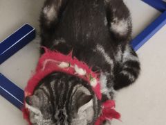 -平行世界·猫咖(首经贸店)