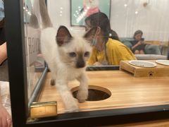 -袖虎·猫馆(体育西路店)