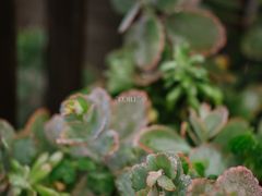 -悦哉·派对·草坪婚礼·围炉煮茶(三圣乡店)