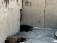 -保定市动物园