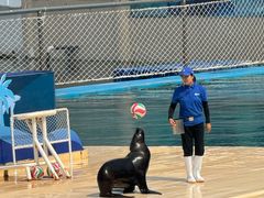 -秦皇岛乐岛海洋王国