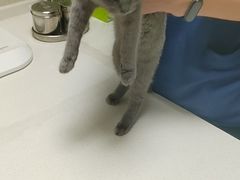 -爱佳宠物中心医院·骨外科·猫专科·急重症(瑶海万达店)