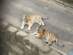 -大连森林动物园