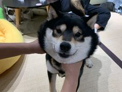 -逗柴咖啡屋·狗咖猫咖宠物桌游
