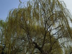 -济南大明湖景区