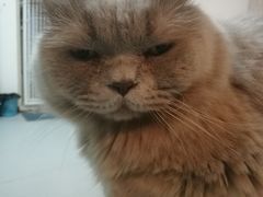 -我爱猫咪·猫咖·狗咖·安哥拉兔·羊驼咖(小寨华旗店)