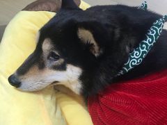 -逗柴咖啡屋·狗咖猫咖宠物桌游