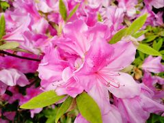 -长兴太湖图影湿地文化园