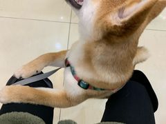 -家有小宠宠物美容(双楠街店)