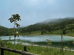 -武陵山森林公园
