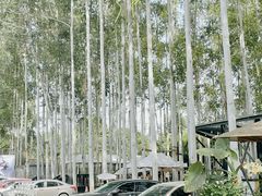 -桉树林A coffee 森林餐厅(三圣乡店)