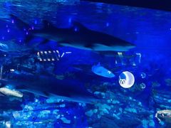 -烟台海昌鲸鲨海洋公园