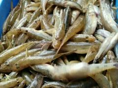 -八仔大富楼·河鲜(西江店)