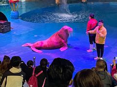 -烟台海昌鲸鲨海洋公园