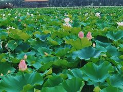 -荷塘月色湿地公园·向阳花洲