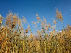 -洱海月湿地公园