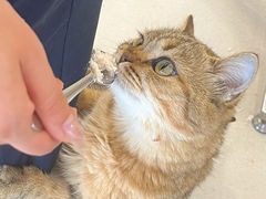 -共舞时光猫咖·狗咖(新街口店)