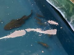 -SHRIMP CLUB万东餐饮钓虾·清吧