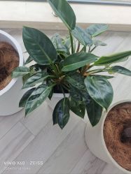 -HEYAN荷妍专业脱毛连锁机构