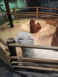 -Zoolung Zoolung动物主题公园(海信广场店)