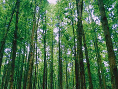 -桤木河湿地公园
