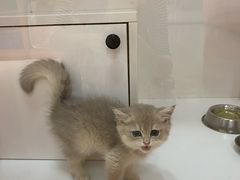 -三花喵·撸猫购宠·宠物生活馆(虹桥南丰城店)