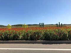 -莲花山花海