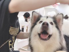 -李小姐の猫咖啡馆(五角场店)
