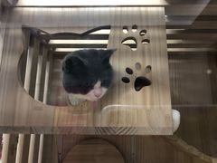 -小小班私人影院·猫咖(万达茂广场店)